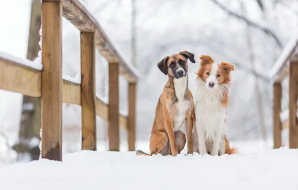 Background, each, dog