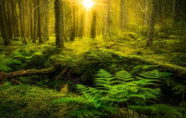 Greens, forest, summer, the sun, light, trees, thickets, fern