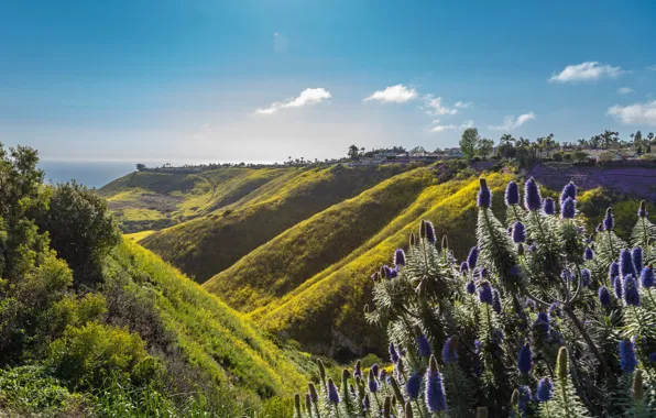 Picture sea, the sky, grass, the sun, clouds, trees, flowers, mountains