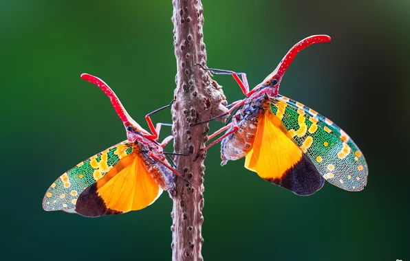 Butterfly, branch, ponornitsa, Tran The Ngoc