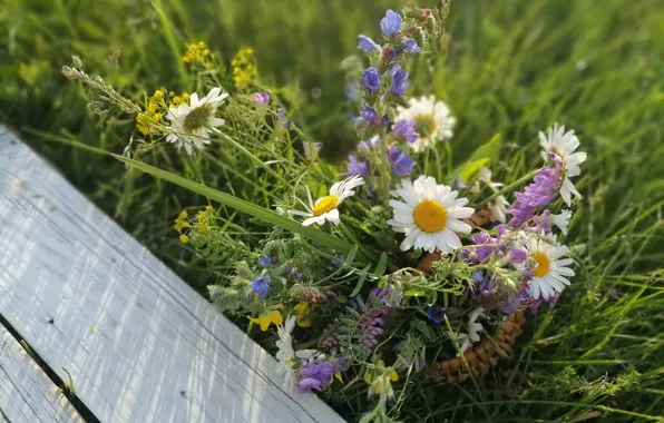 Picture summer, grass, flowers, Board, chamomile, bouquet, field, different