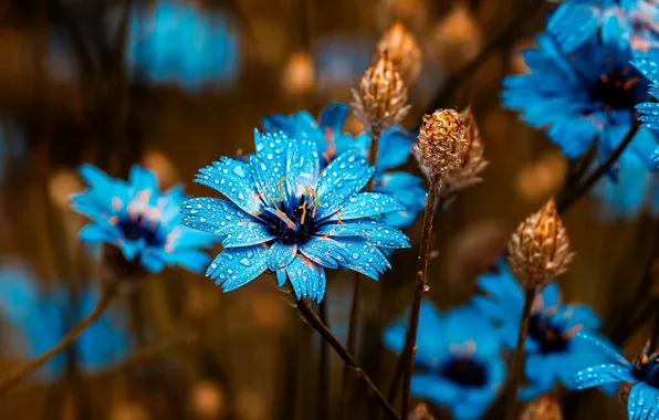 Macro, flowers, petals, flowers, water drops, macro, water drops, cornflowers