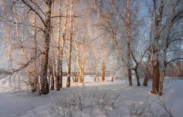 Winter, frost, field, forest, light, snow, trees, branches