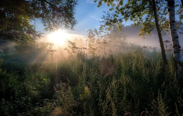 Picture summer, the sun, rays, trees, landscape, branches, nature, dawn