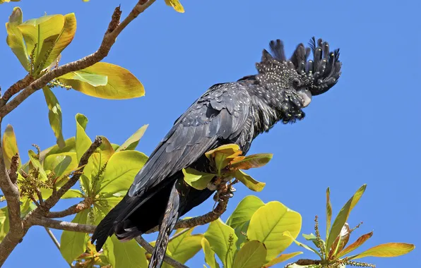 Picture the sky, leaves, branches, tree, bird, parrot, crest, s