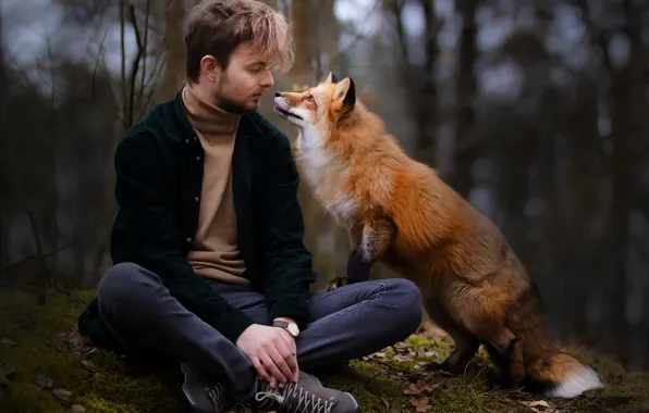 Picture nature, people, Fox