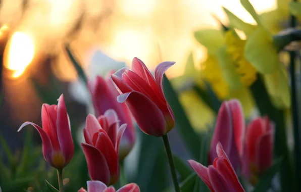 Picture flowers, nature, blur, tulips, bokeh