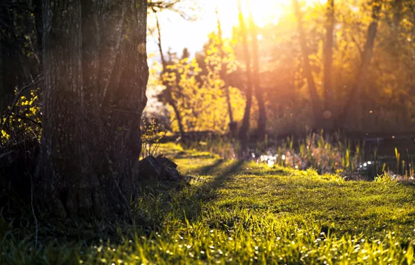 Leaf In Sun, leaf, green, summer, bright, HD wallpaper