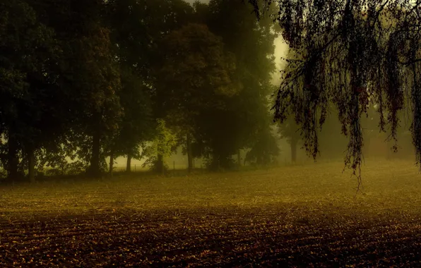 Picture field, autumn, trees, fog, branch, arable land