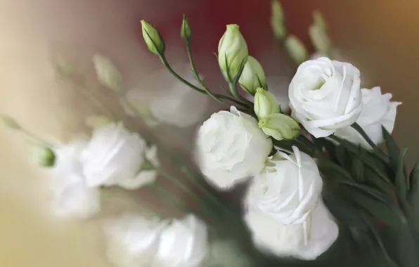 Flowers, bouquet, blur, white, bokeh, eustoma