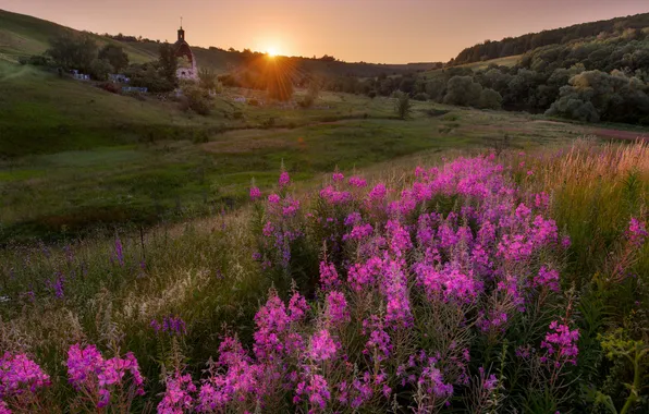 Field, forest, summer, sunset, flowers, dawn, hills, slope