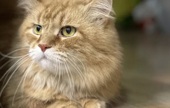 Cat, handsome, Pechora, Marquis