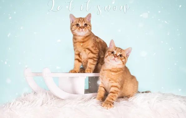 Winter, snow, cats, cats, kittens