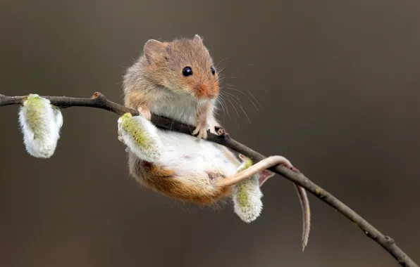 Animal, positive, branch, baby, Verba, funny, bokeh, rodent