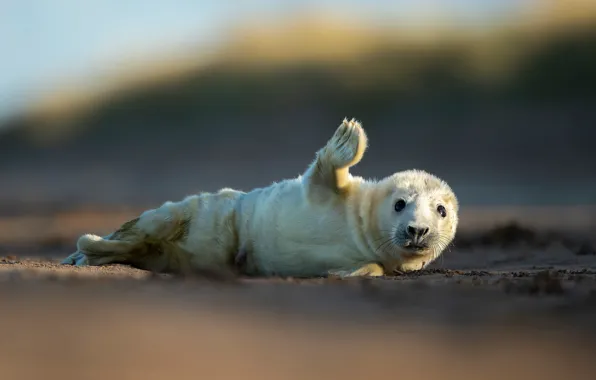 Wallpaper look, shore, seal, face, Navy seal, fins for mobile and desktop,  section животные, resolution 3840x2160 - download