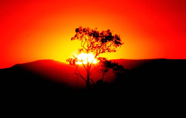 Picture the sky, the sun, sunset, mountains, tree, silhouette, panorama