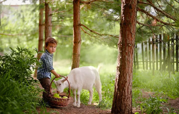 Summer, trees, nature, animal, basket, apples, the fence, boy