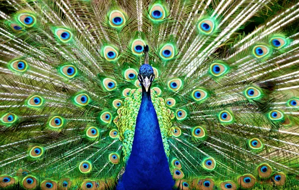 Picture nature, bird, feathers, tail, peacock, birds, fluffed
