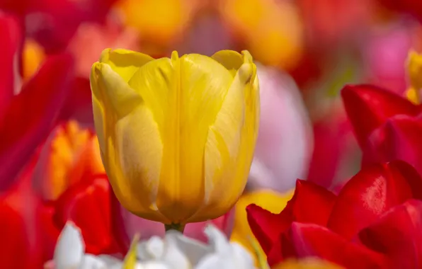 Macro, yellow, petals, Bud, tulips, red, bokeh