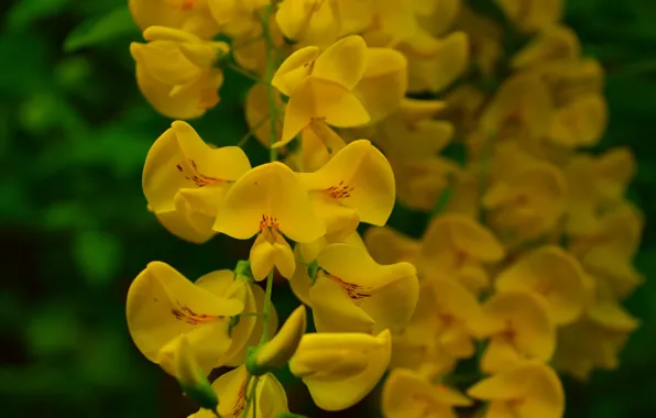 Picture Spring, Spring, Flowering, Flowering, Yellow flowers