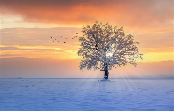 Picture winter, rays, snow, sunset, birds, tree