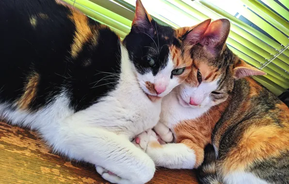 Look, cats, cats, two, pair, a couple, Duo, friends