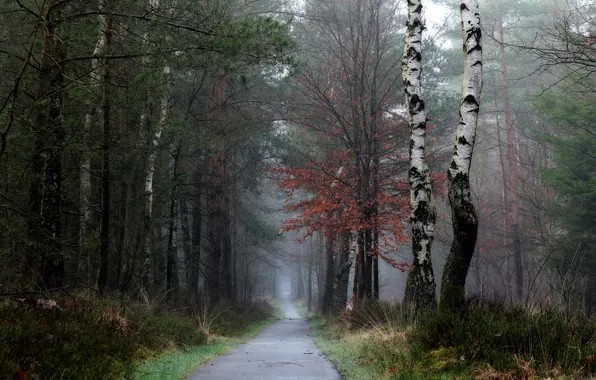 Road, autumn, forest, trees, branches, fog, Park, trunks