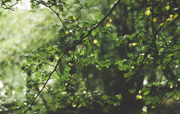 Forest, leaves, the sun, trees, branch, bokeh