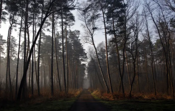 Road, forest, nature, haze