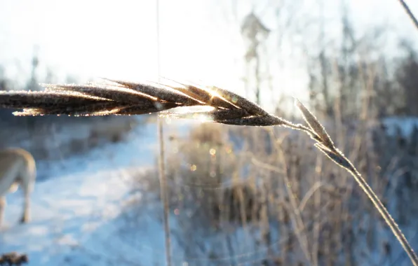 Macro, snow, ear, frost