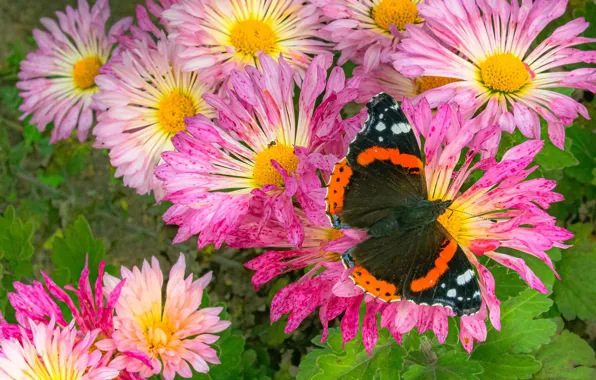 Picture macro, flowers, butterfly, pink