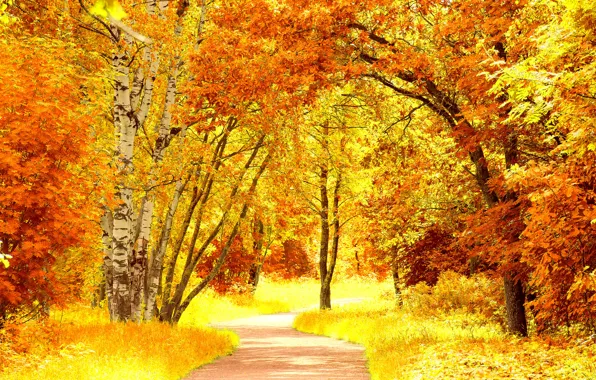 Picture road, autumn, leaves, trees, landscape, nature, yellow, orange