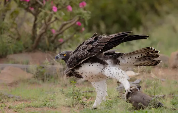Flowers, nature, pose, bird, eagle, claws, mining