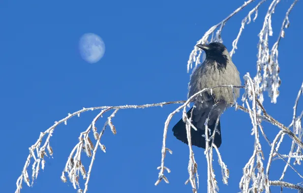 Winter, frost, branches, bird, crow