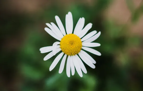 Summer, macro, flowers, background, Daisy, summer, flower, chamomile