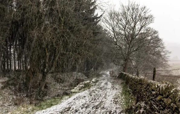 Tree, Snow, England, United Kingdom, Snowy track, Holme