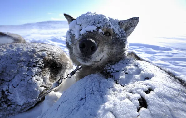 Winter, snow, background, dog