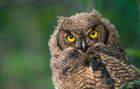 Picture look, background, owl, bird, bokeh, owlet