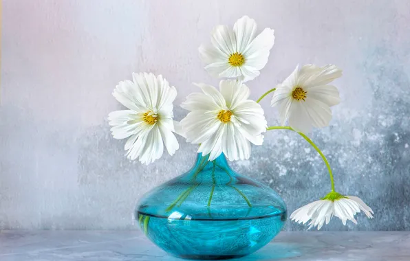 Glass, flowers, background, blue, bouquet, vase, white, kosmeya