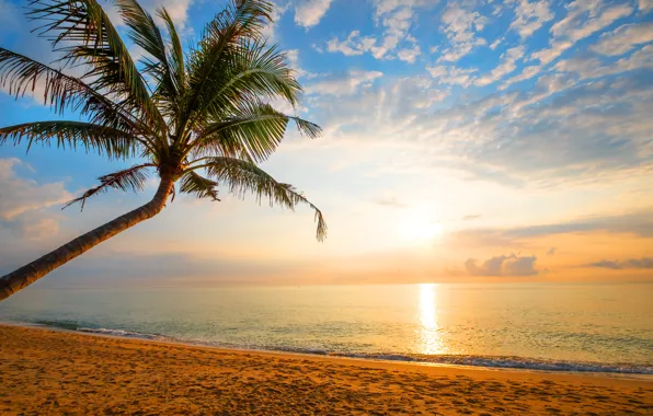 Picture sand, sea, wave, beach, summer, sunset, palm trees, shore