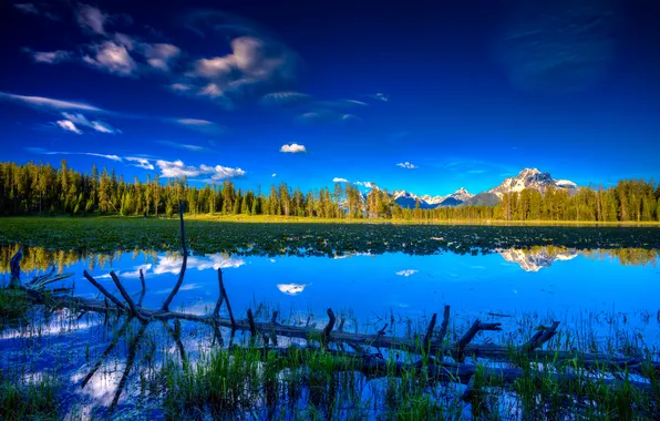 Picture forest, the sky, lake, tree