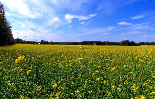 FOREST, HORIZON, The SKY, FIELD, FLOWERS, GLADE, YELLOW, HOUSES