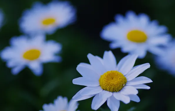Picture white, flower, macro, nature, glade, chamomile, plants, focus