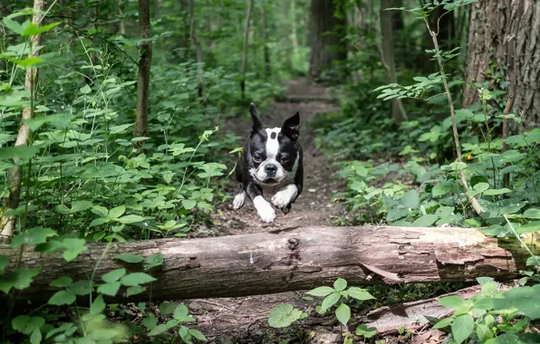 Forest, jump, speed, Bulldog Frances