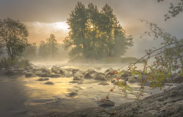 Trees, branches, fog, river, stones, morning, island, Rowan