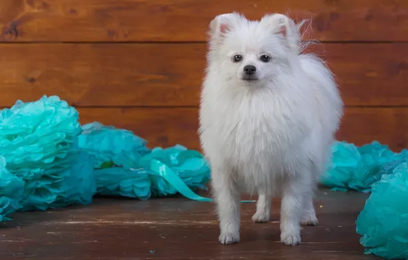 White, decoration, paper, background, blue, Board, dog, puppy