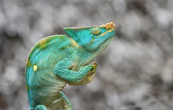 Green, background, lizard, Chameleon parson
