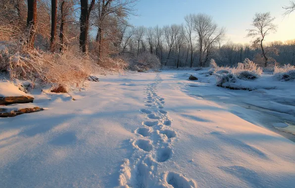 Winter, road, field, forest, light, snow, trees, traces