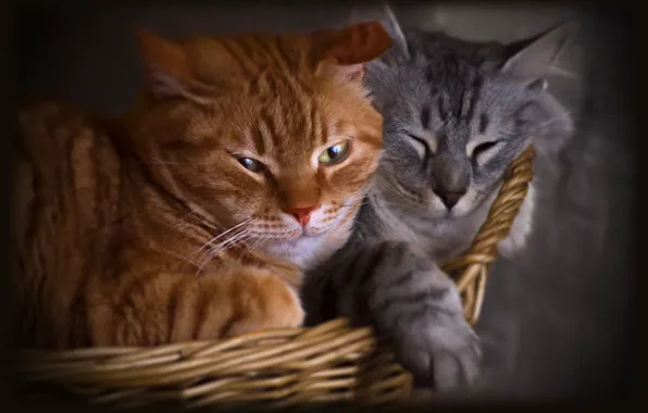 Cat, cat, look, pose, face