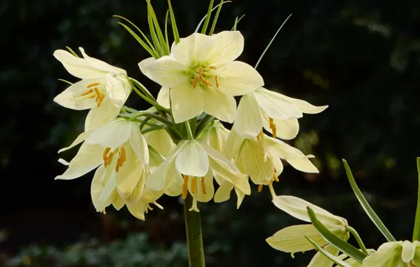 Lily, buds, flowering, pink, Lily, buds, blooms